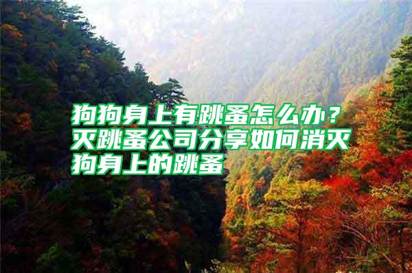 狗狗身上有跳蚤怎么辦？滅跳蚤公司分享如何消滅狗身上的跳蚤
