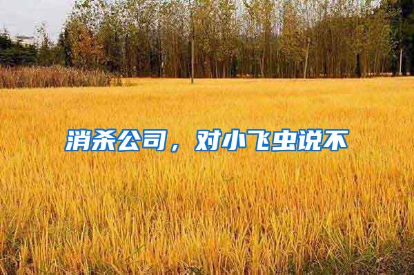 消殺公司，對小飛蟲說不