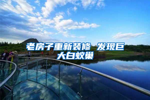 老房子重新裝修 發現巨大白蟻巢