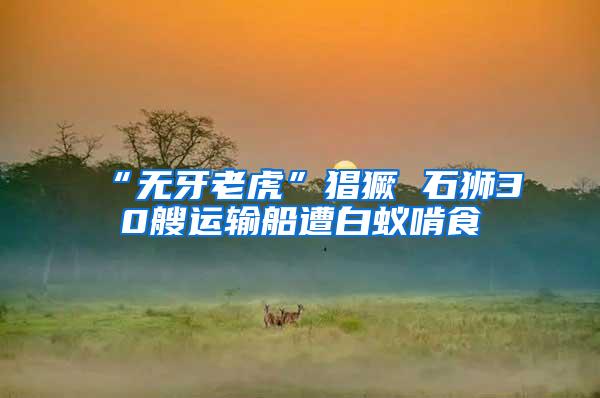 “無牙老虎”猖獗 石獅30艘運輸船遭白蟻啃食