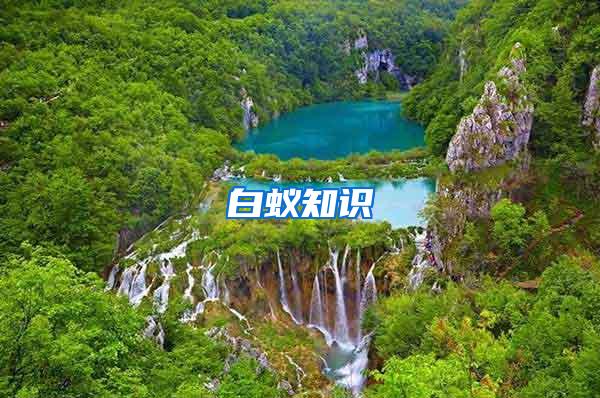 白蟻知識