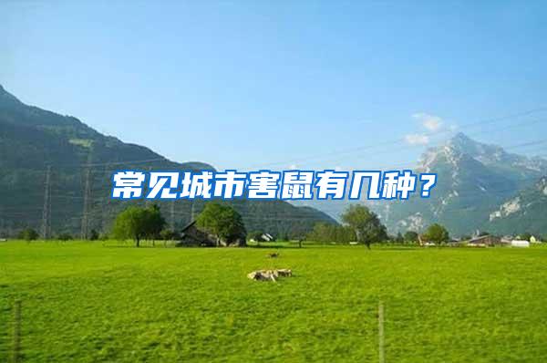 常見城市害鼠有幾種？
