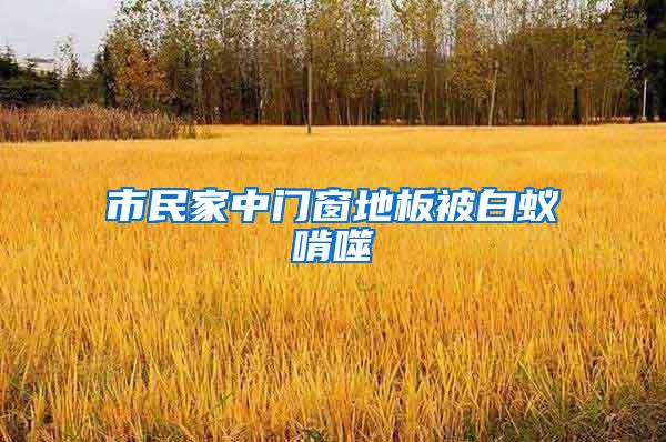 市民家中門窗地板被白蟻啃噬