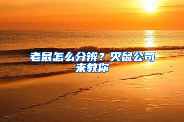 老鼠怎么分辨？滅鼠公司來教你