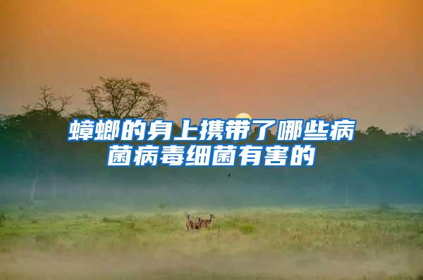 蟑螂的身上攜帶了哪些病菌病毒細菌有害的