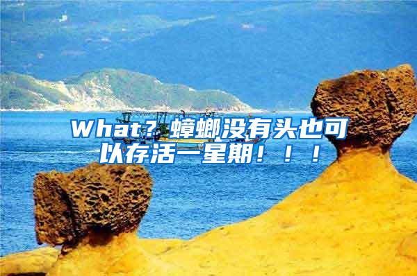 What？蟑螂沒有頭也可以存活一星期?。。?/></p>
             <p style=