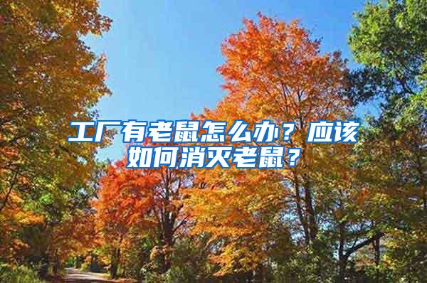 工廠有老鼠怎么辦？應(yīng)該如何消滅老鼠？