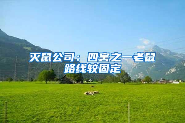 滅鼠公司：四害之一老鼠路線較固定