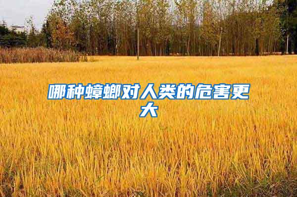 哪種蟑螂對人類的危害更大