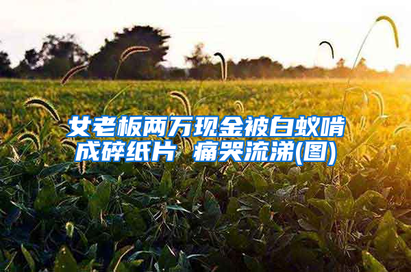 女老板兩萬現金被白蟻啃成碎紙片 痛哭流涕(圖)